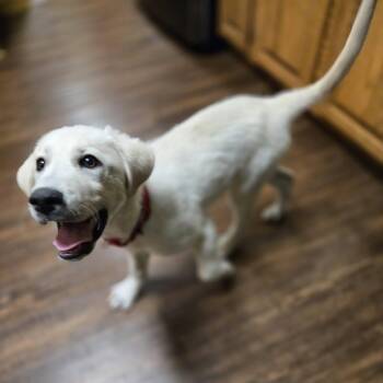 Great Pyrenees Dogs Available for Adoption - Coconuts | PetCurious