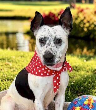 Purdy -  Cattle Dog and Terrier Dog for Adoption in Perry, Iowa - Purdy | PetCurious