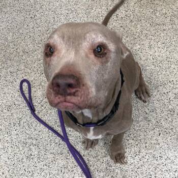 Honey -  Mixed Breed Dog for Adoption in Oak Park, Illinois - Honey | PetCurious