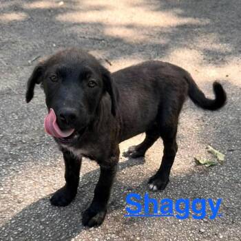 Shaggy (20260603-02) -  Black Labrador Retriever and Great Pyrenees Dog Available for Adoption in Niagara Falls, Ontario - Shaggy (20260603-02) | PetCurious