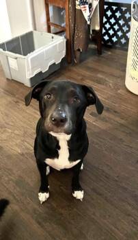 Willie lowest fee -  Hound and Shepherd Dog for Adoption in Brierfield, Alabama - Willie Lowest Fee | PetCurious