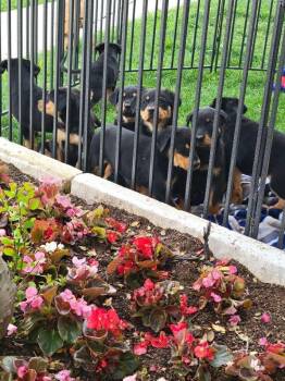 Doberman Pinscher and Mixed Breed Dogs Available for Adoption in Sunnyvale, Texas - Puppy 9 | PetCurious