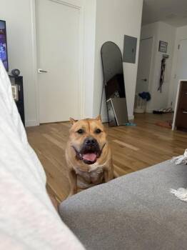Caffery -  Mixed Breed Dog for Adoption in New York, New York - Caffery | PetCurious
