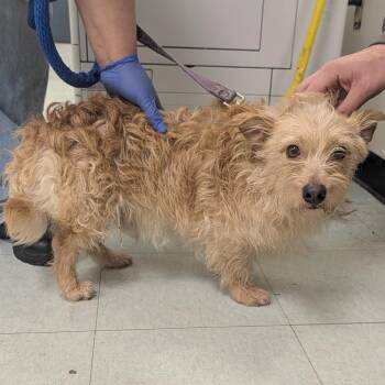 Bear Petrie -  Mixed Breed Dog for Adoption in West Chester, Pennsylvania - Bear Petrie | PetCurious
