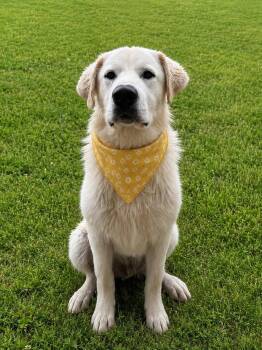 Great Pyrenees Dogs Available for Adoption in Austin, Texas - Boone | PetCurious
