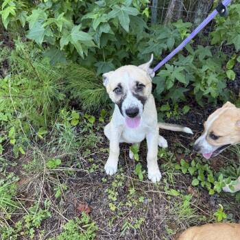 BRUNO -  Anatolian Shepherd Dog for Adoption in Newborn, Georgia - BRUNO | PetCurious