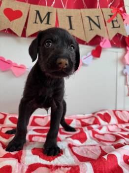 Doberman Pinscher Dogs Available for Adoption - Templeton | PetCurious