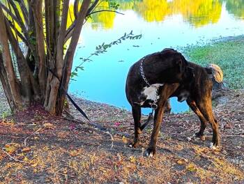 Chato II -  Boxer Dog for Adoption in Hewitt, Texas - Chato II | PetCurious