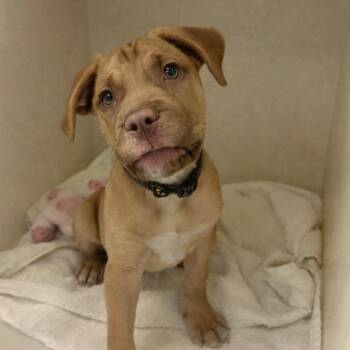 Pit Bull Terrier Dogs Available for Adoption - Raspberry | PetCurious