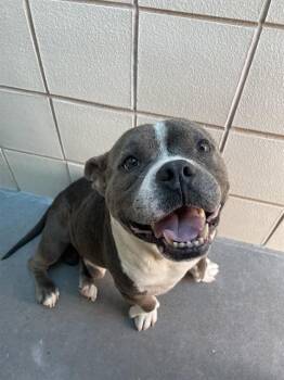 American Bulldog and Mixed Breed Dogs Available for Adoption in Corpus Christi, Texas - TIGGY | PetCurious