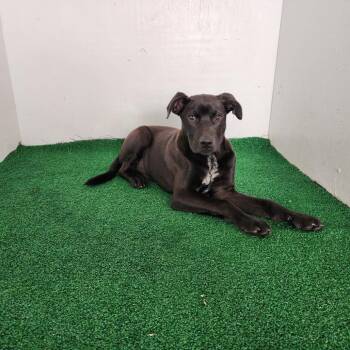 Mixed Breed Dogs Available for Adoption in Boaz, Alabama - Sebastian | PetCurious