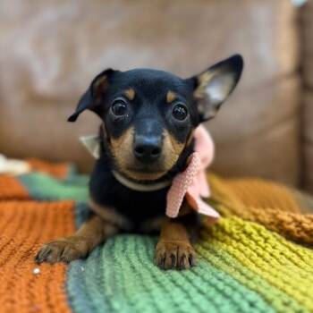 Chihuahua and Miniature Pinscher Dogs Available for Adoption in Friendswood, Texas - Squeak Market | PetCurious