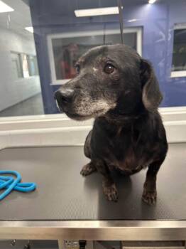 Bugsy -  Basset Hound and Labrador Retriever Dog for Adoption in Lexington, Kentucky - Bugsy | PetCurious