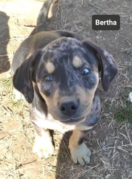 Catahoula Leopard Dog Dogs Available for Adoption - Bertha | PetCurious
