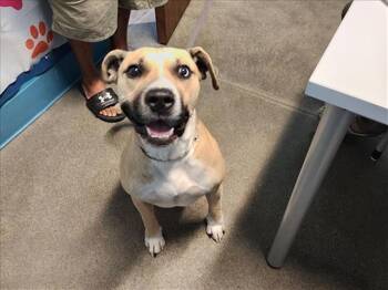 Rescue Labrador Retriever and Mixed Breed Dogs for Adoption in Houston, Texas - ROCKO | PetCurious