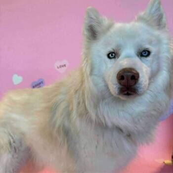 Husky and Mixed Breed Dogs Available for Adoption in Minnetonka, Minnesota - Gilbert D69744 | PetCurious