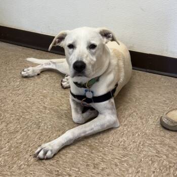 Rescue Labrador Retriever and Mixed Breed Dogs for Adoption in Cumming, Georgia - Bubblegum 21930 | PetCurious