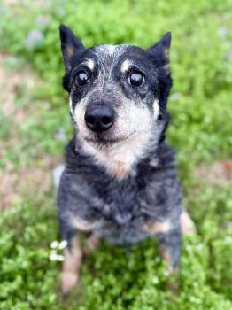 Cattle Dog Dogs Available for Adoption - Flavor In NH! Come Meet Our Adoptable Dogs Wednesday-Saturday. M | PetCurious