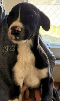 Australian Shepherd and Mixed Breed Dogs Available for Adoption in Klamath Falls, Oregon - Pluto | PetCurious
