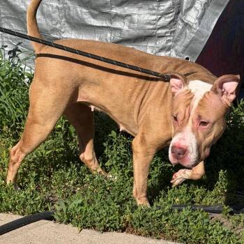 Penny -  Pit Bull Terrier and Mixed Breed Dog for Adoption in Valparaiso, Indiana - Penny | PetCurious