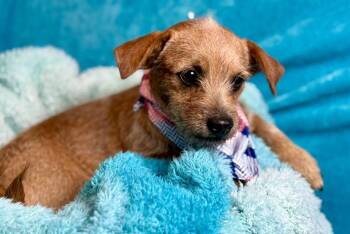 Rescue Terrier Dogs for Adoption in Hondo, Texas - Oslo  - Purse Sized Sweeheart! | PetCurious