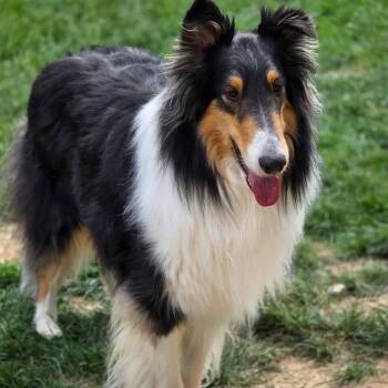Collie Dogs Available for Adoption in Dublin, Ohio - Bello | PetCurious