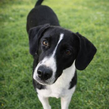 Hound and Mixed Breed Dogs Available for Adoption in Morganton, North Carolina - Billie Howlish | PetCurious