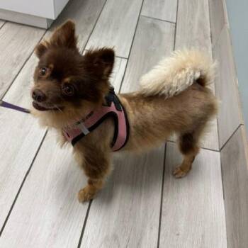 Brownie -  Pomeranian Dog for Adoption in Jacksonville, Florida - Brownie | PetCurious