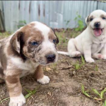 Gerald -  Australian Shepherd and Mixed Breed Dog for Adoption in Wadena, Minnesota - Gerald | PetCurious