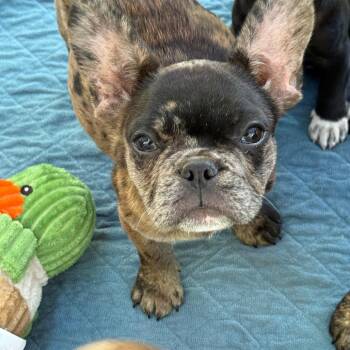 French Bulldog Dogs Available for Adoption in Sacramento, California - Minnie | PetCurious
