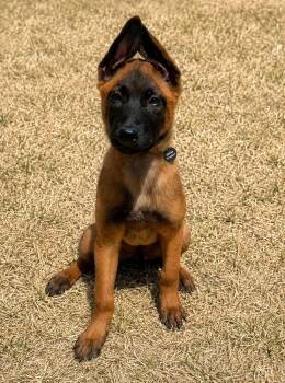 Max -  Belgian Shepherd Malinois Dog for Adoption in Pleasant Hill, California - Max | PetCurious