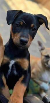 Mixed Breed Dogs Available for Adoption - Allie | PetCurious