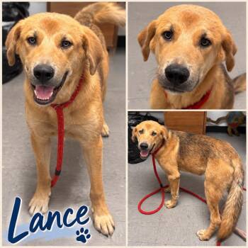 Lance -  Great Pyrenees and Shepherd Dog for Adoption in Zimmerman, Minnesota - Lance | PetCurious
