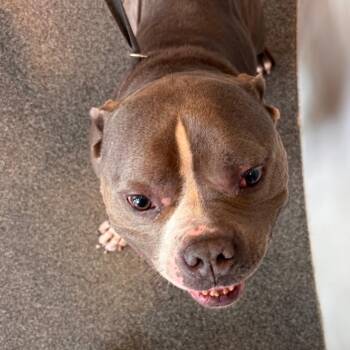 Roxanna -  Mixed Breed Dog for Adoption in Allentown, Pennsylvania - Roxanna | PetCurious