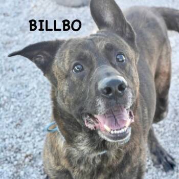Dutch Shepherd Dogs Available for Adoption in Bowling Green, Ohio - BILLBO | PetCurious