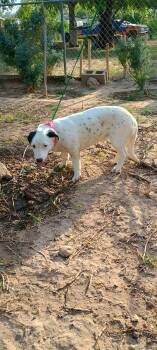 Mixed Breed Dogs Available for Adoption in Paramus, New Jersey - Popis | PetCurious