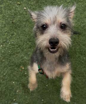 GOTTI (adopt or foster) -  Terrier Dog for Adoption in Pasadena, California - GOTTI (adopt Or Foster) | PetCurious