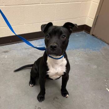 Mixed Breed Dogs Available for Adoption in Memphis, Tennessee - LAVI | PetCurious