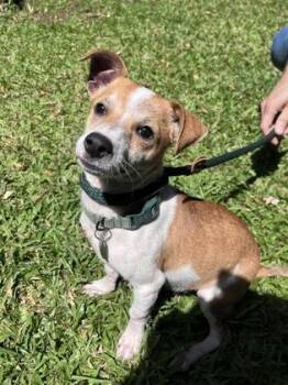 Chihuahua and Mixed Breed Dogs Available for Adoption in Honolulu, Hawaii - Bacon | PetCurious