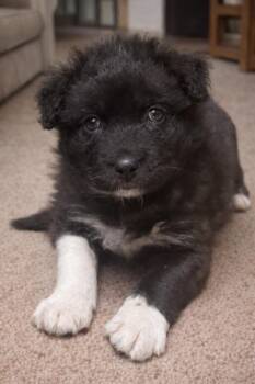 Border Collie Dogs Available for Adoption - Tux | PetCurious