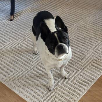 Rescue Boston Terrier Dogs for Adoption in Seattle, Washington - Rosie | PetCurious