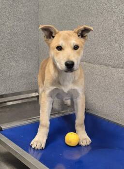 German Shepherd Dog and Husky Dogs Available for Adoption - Shock | PetCurious