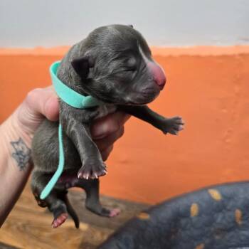 English Bulldog and Boston Terrier Dogs Available for Adoption - Daffodil | PetCurious