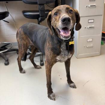 Plott Hound Dogs Available for Adoption in Troy, Virginia - Kaiya | PetCurious