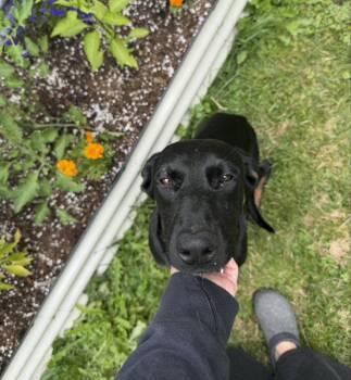 Matilda -  Doberman Pinscher and Shepherd Dog for Adoption in Bothell, Washington - Matilda | PetCurious