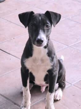 Rescue Black Labrador Retriever Dogs for Adoption in Harlingen, Texas - Toby | PetCurious