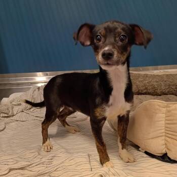 Raisin -  Mixed Breed Dog for Adoption in Jupiter, Florida - Raisin | PetCurious