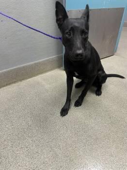 FLOWER -  Terrier Dog for Adoption in Las Vegas, Nevada - FLOWER | PetCurious