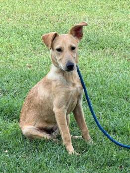 Mixed Breed Dogs Available for Adoption - Juan AKA Sugo (19 Lbs) | PetCurious