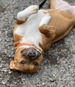 Rescue Pit Bull Terrier and Mixed Breed Dogs for Adoption in Redmond, Washington - Elle Woods | PetCurious